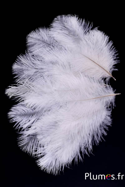 Strauss Franzen - 8-15 cm - rot
